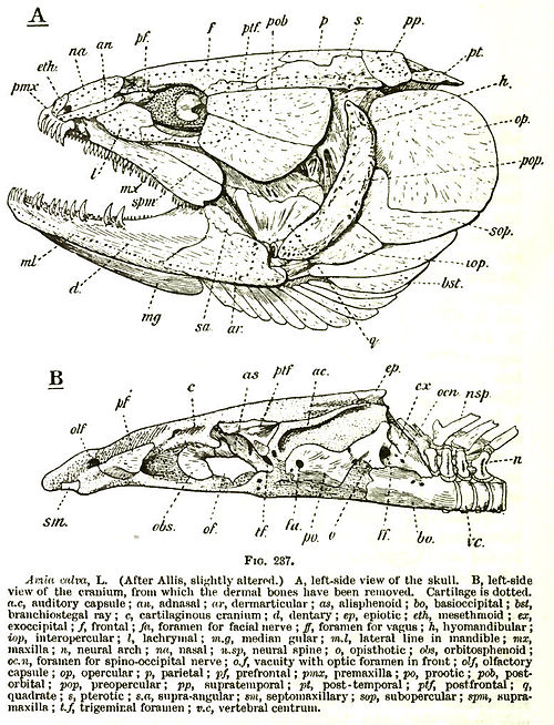 Drawing of a bowfin skull showing the bony plates protecting the head