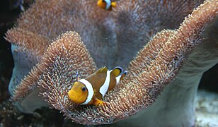 Un poisson-clown (Amphiprion ocellaris) dans un Sarcophython glaucum à l'aquarium de Prague.