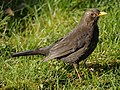 Blackbird, female