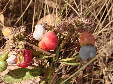 Anacardium nanum.jpg