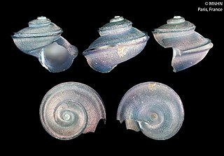 <i>Anatoma amydra</i> Species of gastropod