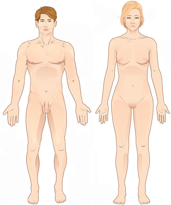 A male and female human in the standard anatomical position
