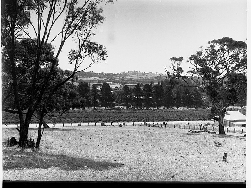 File:Angaston View from Yalumba Wine Cellars(GN07774).jpg