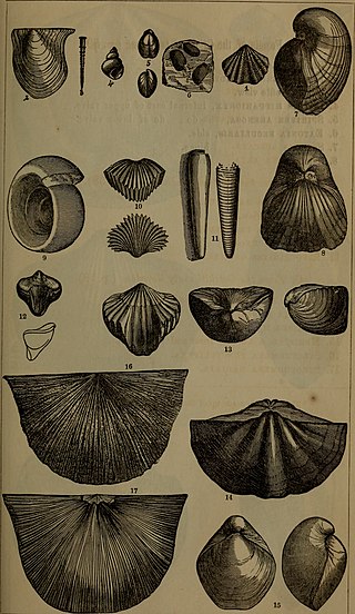 <i>Meristella</i> Extinct genus of brachiopods