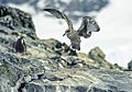 Jednoletý pták, Antarktida