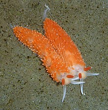 Anteaeolidiella oliviae von Pillar Point, California.jpg