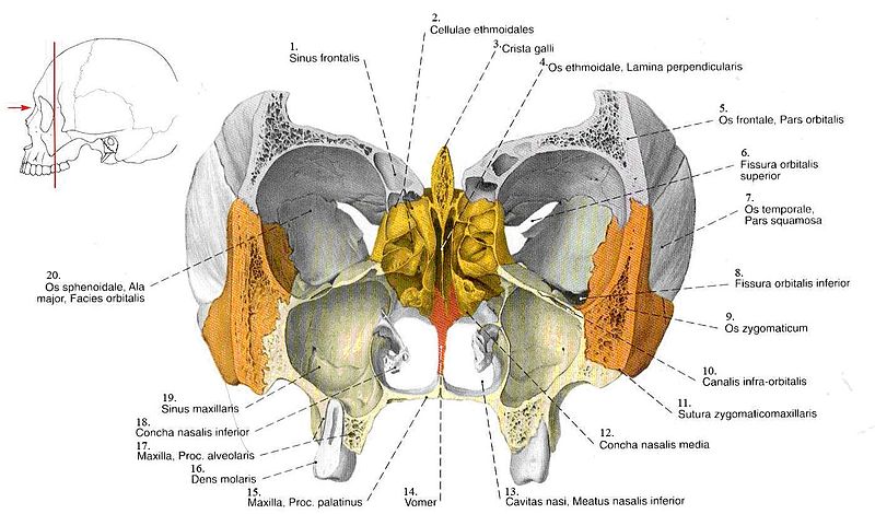 File:Apatine nosies kriaukle.JPG