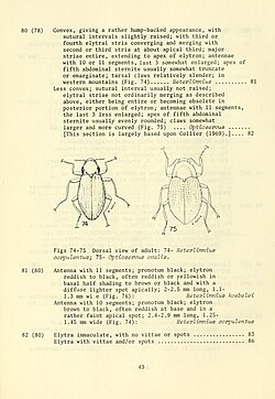 Optioservus ovalis is a species of riffle beetle in the family Elmidae. It is found in North America.