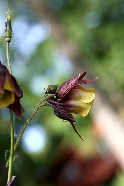 File:Aquilegia oxysepala.jpg