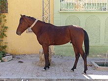 Barbe cheval Wikip dia