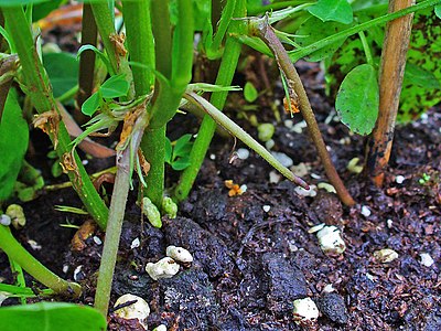 Arachis hypogaea Growing fruit stalk