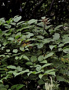 Aralia tibetana.jpg