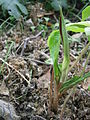 Arisaema triphyllum emerging