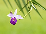 Arundina graminifolia