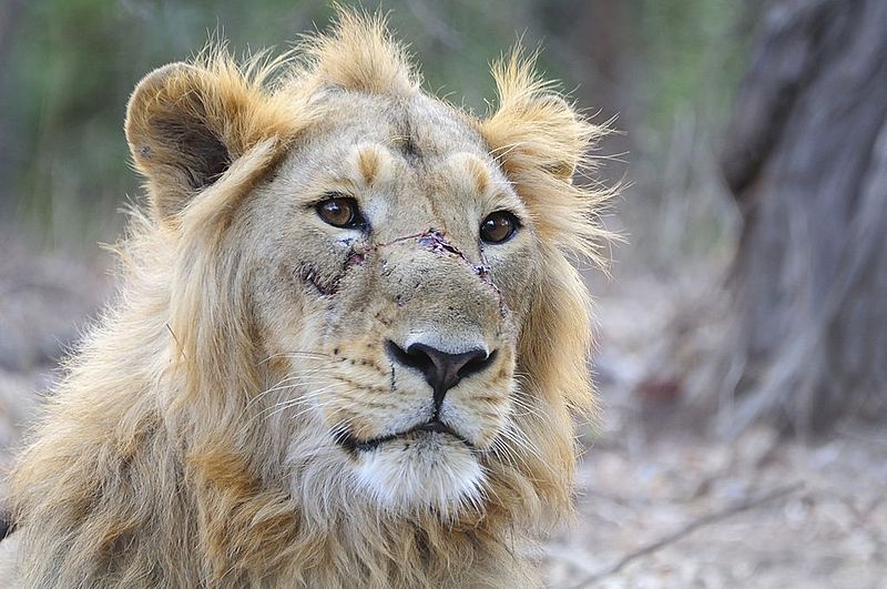 File:Asiatic Lion Male.jpg