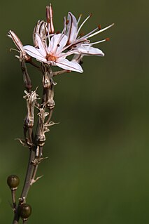 <i>Asphodelus ramosus</i> species of plant