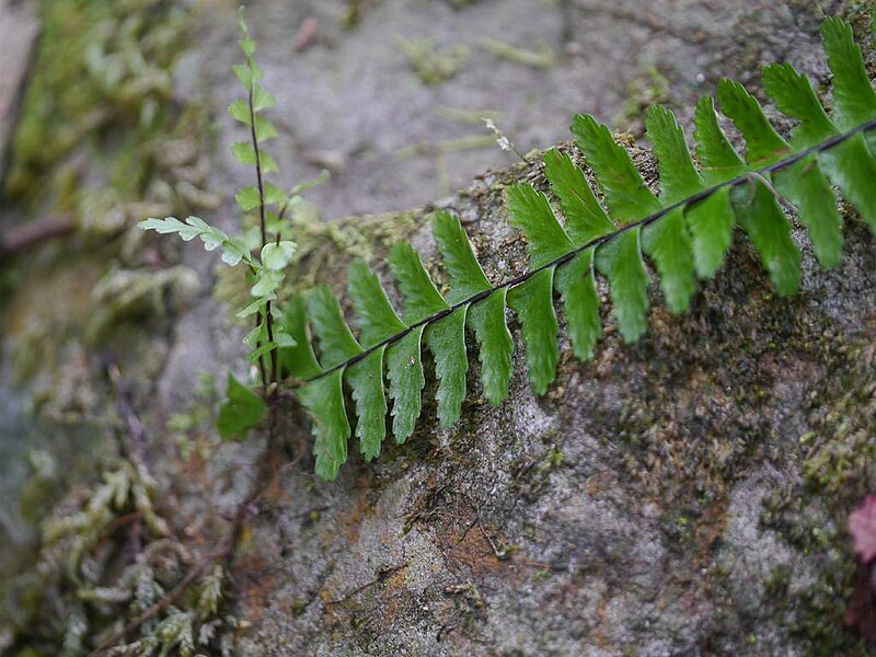 File:Asplenium normale nuritoranoo02.jpg