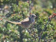 Asthenes pyrrholeuca Sharp-billed Canastero; Huiliches, Neuquen, Argentina.jpg