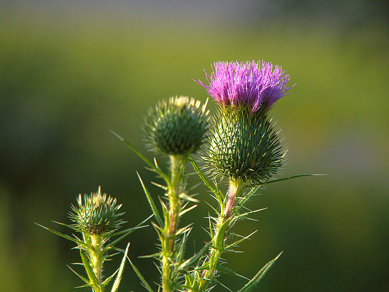 File:August, morning light (4866878486).jpg