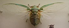 AustralianMuseum cicada namunasi 20.JPG