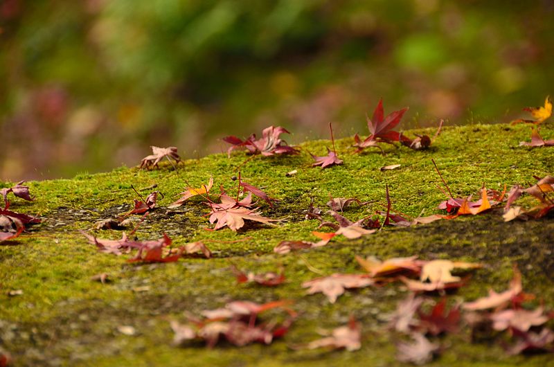 File:Autumn foliage 2012 (8252564309).jpg