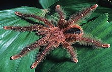 Avicularia lynnae laki-laki ZK209.jpg