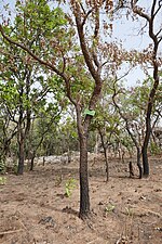 Vignette pour Bobgunnia madagascariensis