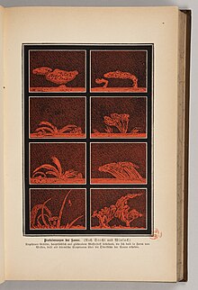 Image en rouge et marron foncé de différents types de protubérances solaires : des formes nuageuses, en fumée etc.