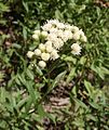 Baccharis douglasii