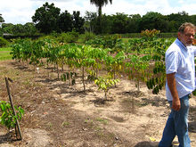 Bacuri plantation Bacurizal.jpg
