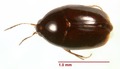 Baeocera sp 148302 dorsal.tif