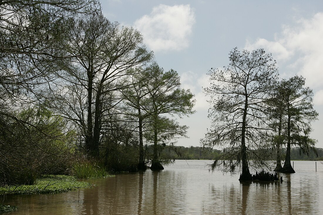 Parròquia de Cameron (Louisiana)