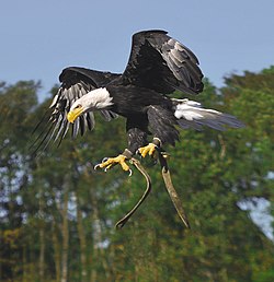 Bald eagle in a nosedive.jpg