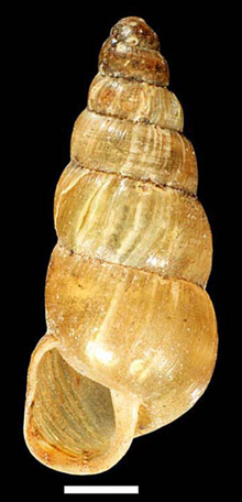 Balea sarsii shell.png