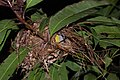 Bananaquit-pesä, Costa Rica.JPG