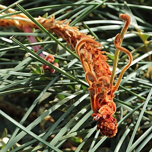 Banksia Blechnifolia