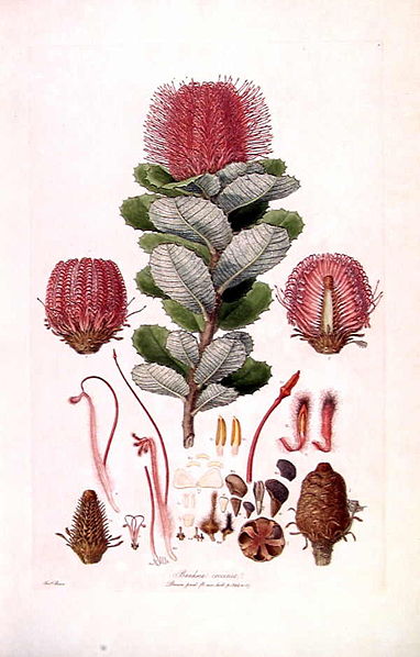 Banksia coccinea from Ferdinand Bauer's 1813 work Illustrationes Florae Novae Hollandiae