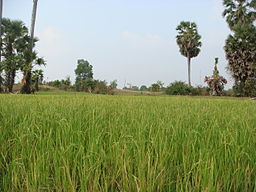 Baray rice paddies.jpg
