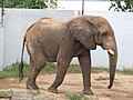 'Tantor', el elefante africano