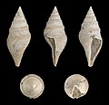 * Nomination Shell of a Pliocene gastropod, Bathytoma cataphracta --Llez 04:54, 16 October 2012 (UTC) * Promotion Good quality. --JLPC 08:31, 16 October 2012 (UTC)