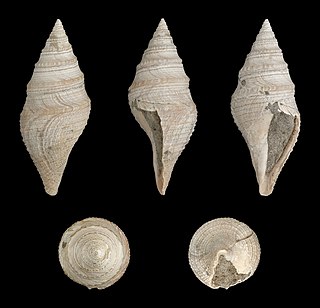 <i>Bathytoma cataphracta</i> Extinct species of gastropod