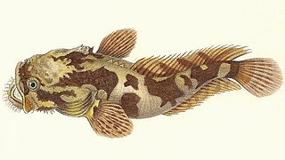 <i>Batrichthys</i> Genus of fishes