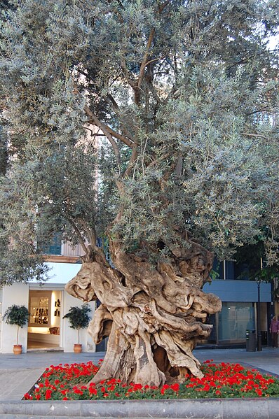 File:Baum in Palma.JPG