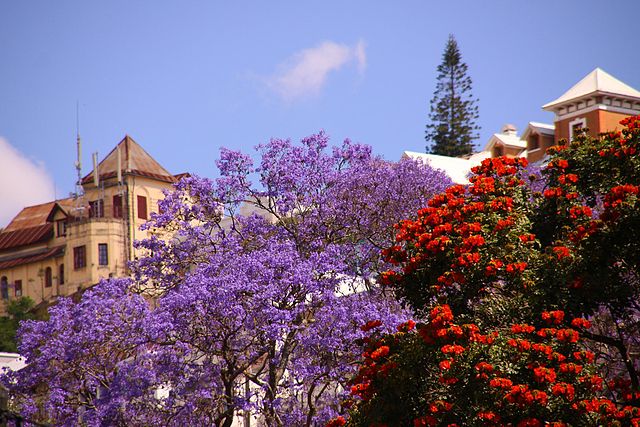 Image: Beautiful jacaranda Antananarivo Madagascar