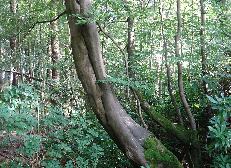 File:Beech tree (Fagus sylvatica) showing inosculation. Caprington, East Ayrshire.jpg