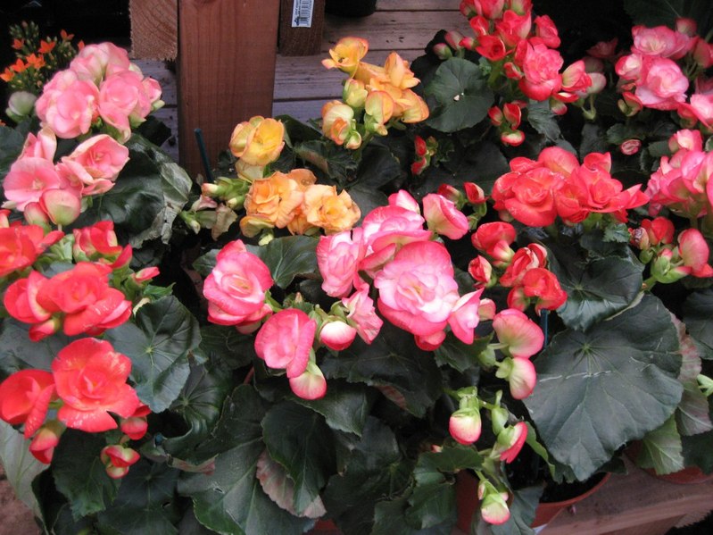 File:Begonia-IMG 0089sm.jpg