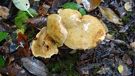Bellybutton Hedgehog Mushroom (Hydnum Umbilicatum), North Seattle College