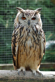 Horned owl Genus of birds (Bubo)