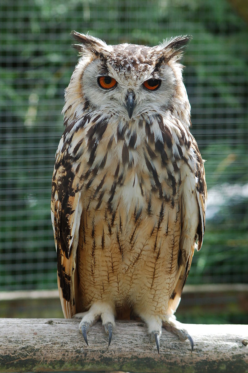 Bubo bubo - Wikipedia