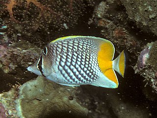 Pearlscale butterflyfish Species of fish